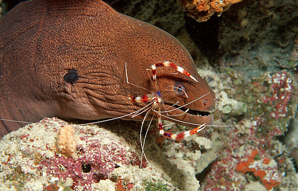 Cleaner shrimp cleaning Yellow-margined moray