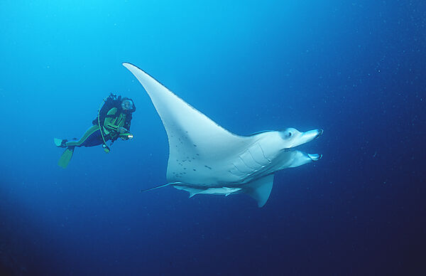 Mantarochen und Taucher