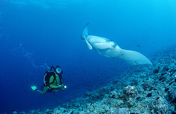 Mantarochen und Taucher
