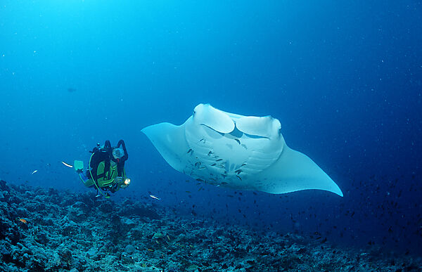 Mantarochen und Taucher