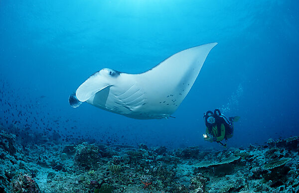 Mantarochen und Taucher