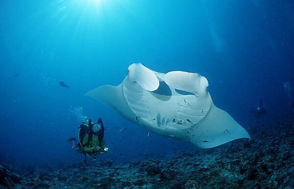 Mantarochen und Taucher