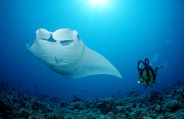 Mantarochen und Taucher