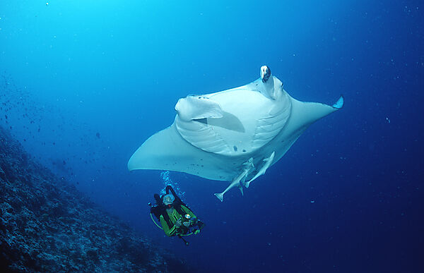 Mantarochen und Taucher