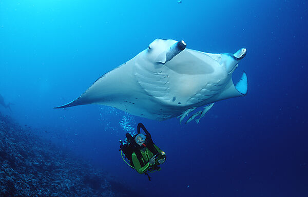Manta ray and scuba diver