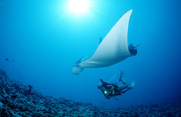 Manta ray and scuba diver