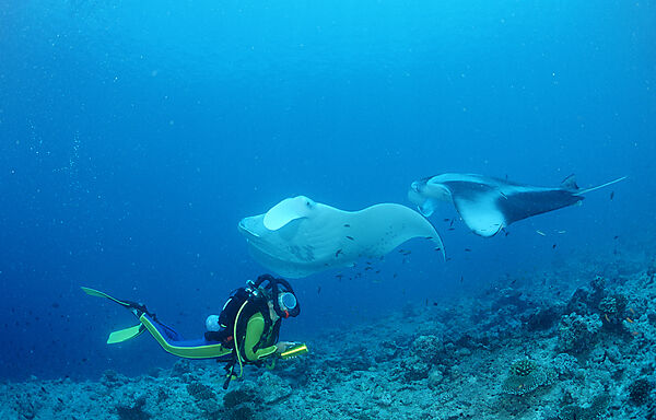 Manta ray and scuba diver