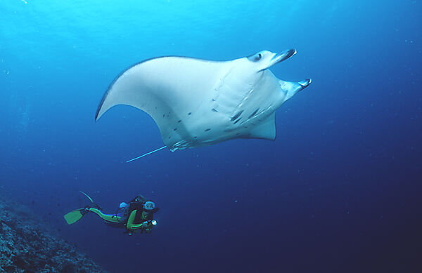 Manta ray and scuba diver