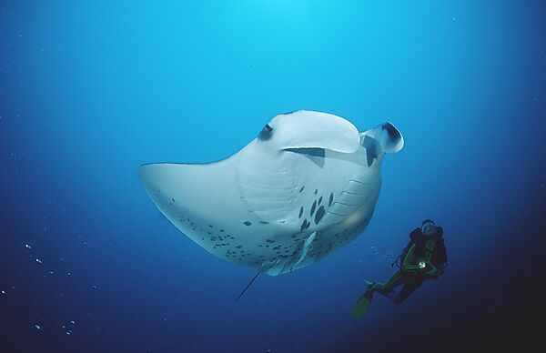 Manta ray and scuba diver