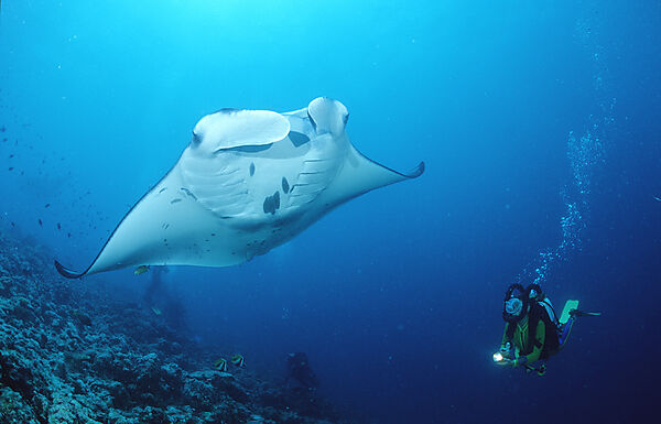 Manta ray and scuba diver