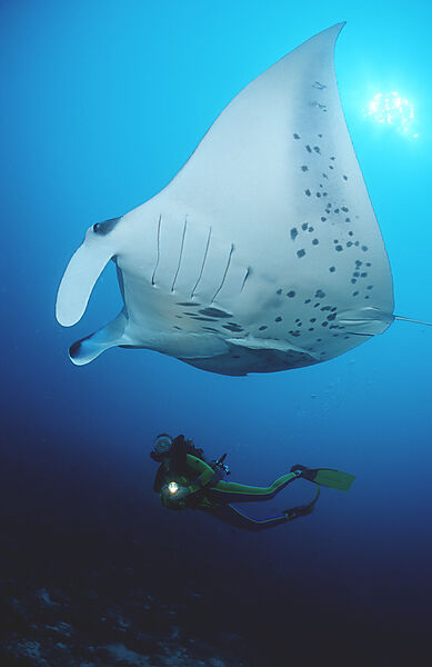 Manta ray and scuba diver