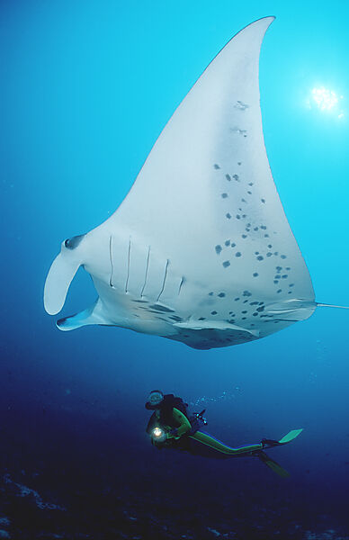 Manta ray and scuba diver