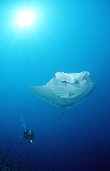 Manta ray and scuba diver