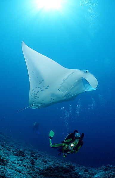 Manta ray and scuba diver