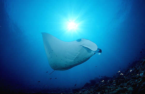 Manta ray