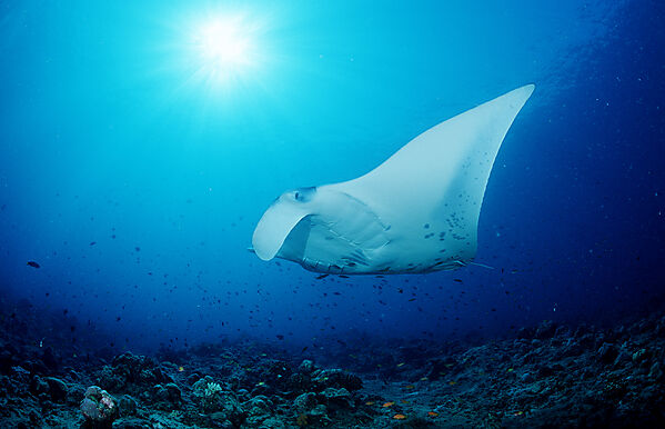 Manta ray