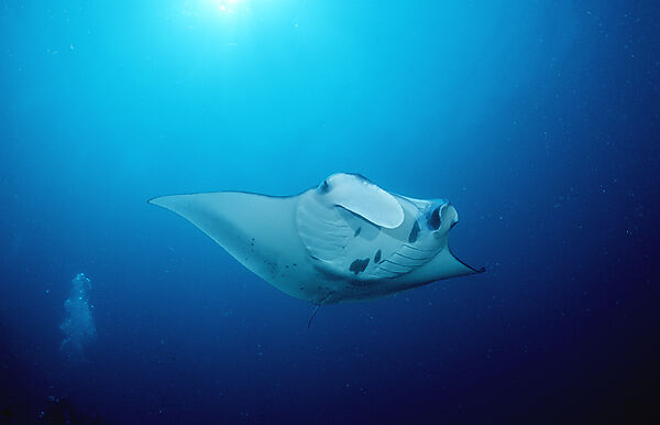 Manta ray