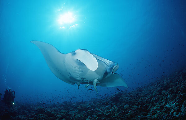 Manta ray