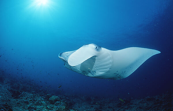 Manta ray