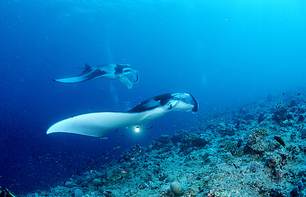 Two Manta rays