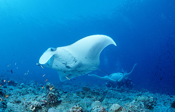 Two Manta rays