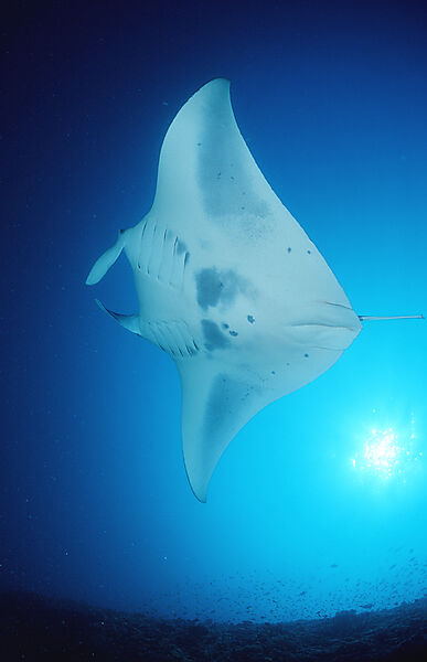 Manta ray