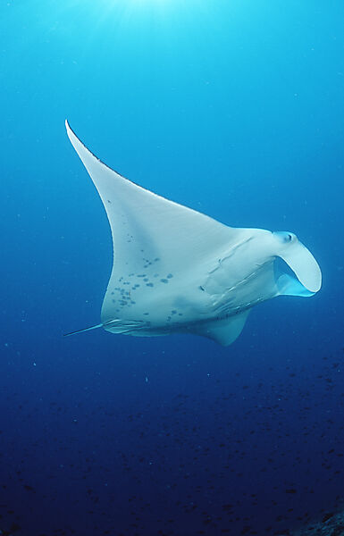 Manta ray