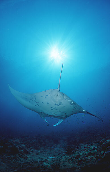 Manta ray