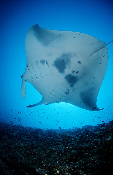 Manta ray