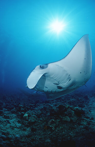Manta ray
