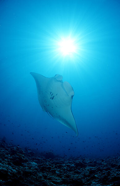 Manta ray