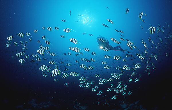 Schwarm-Wimpelfische und Taucher