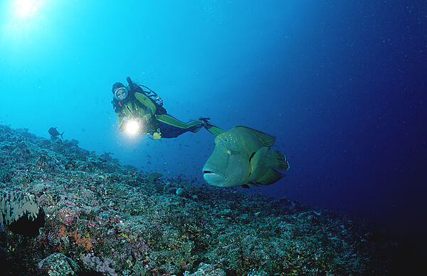 Napoleonfisch und Taucher