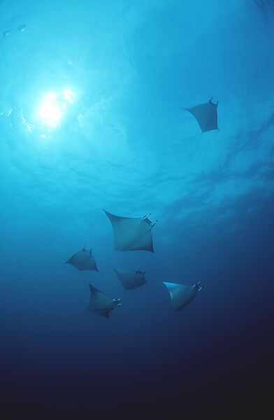 Sichelflossen-Teufelsrochen, Mobula