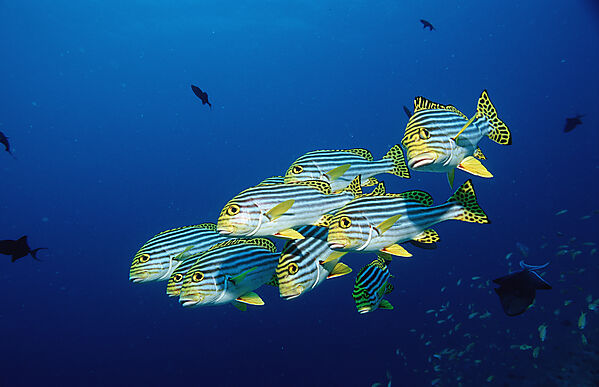 Oriental sweetlips