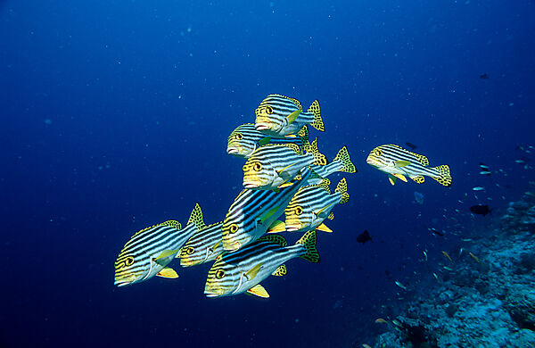 Oriental sweetlips