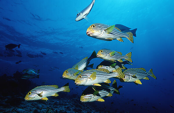 Oriental sweetlips