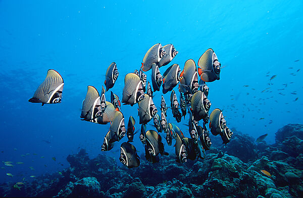 Halsband-Falterfisch, Schmetterlingsfisch