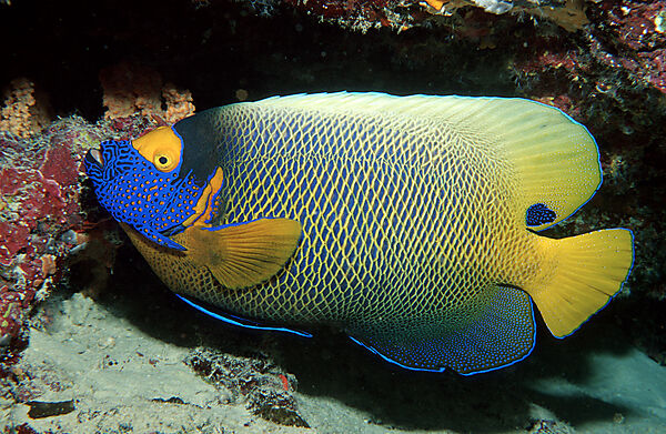 Blaukopf-Kaiserfisch