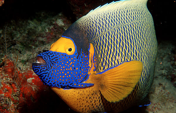 Blaukopf-Kaiserfisch