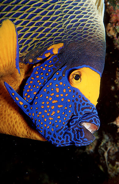 Blaukopf-Kaiserfisch
