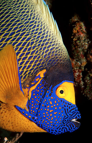 Blaukopf-Kaiserfisch