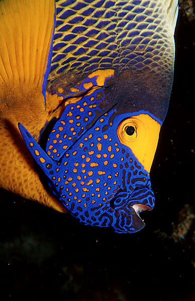 Blaukopf-Kaiserfisch