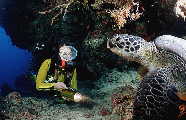 Green Turtle and scuba diver, Rebreather diving