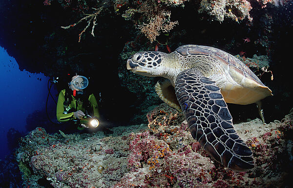 Green Turtle and scuba diver, Rebreather diving