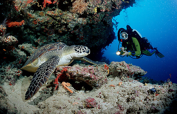 Green Turtle and scuba diver, Rebreather diving