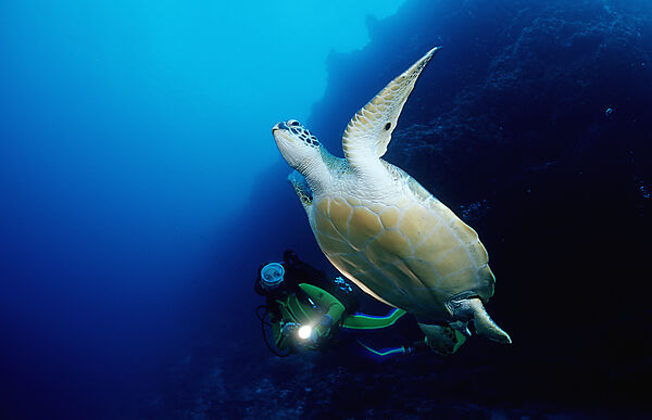 Green Turtle and scuba diver, Rebreather diving