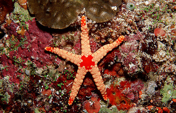 Red mesh starfish
