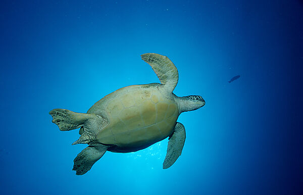 Green sea turtle, green turtle
