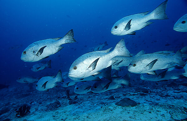 Black snapper